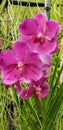 Papilionanda Hilo Rainbow Orchid flowers in Singapore garden stock photo