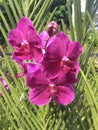 Papilionanda Hilo Rainbow Orchid flowers in Singapore garden stock photo