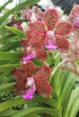 Papilionanda Miami Palmer Pink Orchid flowers in Singapore garden stock photo