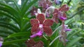 Papilionanda Miami Palmer Pink Orchid flowers in Singapore garden stock photo