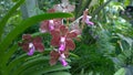 Papilionanda Miami Palmer Pink Orchid flowers in Singapore garden stock photo