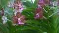Papilionanda Miami Palmer Pink Orchid flowers in Singapore garden stock photo