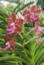 Papilionanda Miami Palmer Pink Orchid flowers in Singapore garden stock photo