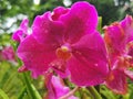 Papilionanda Taib Orchid flowers in Singapore garden stock photo