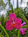 Papilionanda Tan Hoon Siang pink orchid flowers in Singapore garden stock photo