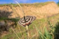 papilionidae butterfly