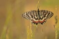 papilionidae butterfly