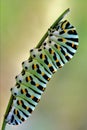 Papilionidae in a curved