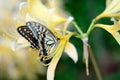 Papilionidae and Lycoris rubroaurantiaca.