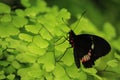 Cattleheart butterfly with closed wings Royalty Free Stock Photo