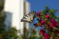 Papilionoidea Black and White Butterfly Royalty Free Stock Photo