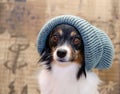 Papillion in beanie Royalty Free Stock Photo