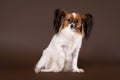 Papillion dog Royalty Free Stock Photo