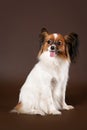 Papillion dog Royalty Free Stock Photo