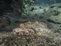 papilloculiceps longiceps,the crocodile fish ,red sea,eilat