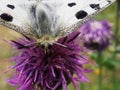 Papillon Apollon (PapilionidÃÂ©s) sur une fleur AstÃÂ©racÃÂ©s