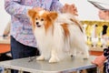 Papillon breed dog with a haircut, demonstrates his beauty to the jury Royalty Free Stock Photo