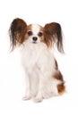 Papillon (butterfly dog), isolated on white Royalty Free Stock Photo