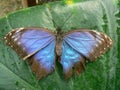 Papillon - Butterfly Royalty Free Stock Photo