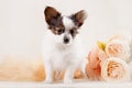 Papillon, ButterflyDog, SquirrelDog in front of a