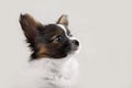 Papillon, ButterflyDog, SquirrelDog in front of a