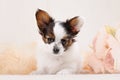 Papillon, ButterflyDog, SquirrelDog in front of a