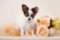 Papillon, ButterflyDog, SquirrelDog in front of a