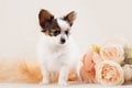 Papillon, ButterflyDog, SquirrelDog