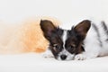 Papillon, ButterflyDog, SquirrelDog