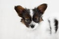 Papillon, ButterflyDog, SquirrelDog in front of a