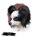 Papillon continental toy spaniel breed portrait watercolor, digital art. Isolated muzzle of lap pet, domestic animal