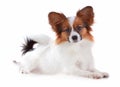 Papillon dog Royalty Free Stock Photo