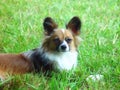 Papillon dog Royalty Free Stock Photo
