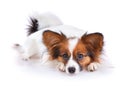 Papillon dog Royalty Free Stock Photo