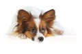 Papillon dog