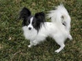 Papillon dog Royalty Free Stock Photo