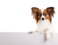 Papillon Dog