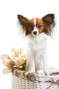 Papillon dog in basket with flowers on isolated white Royalty Free Stock Photo