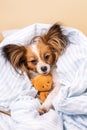 Papillon dog with a bear Royalty Free Stock Photo
