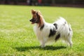 Papillon dog beauty Royalty Free Stock Photo