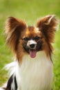 Papillon dog beauty Royalty Free Stock Photo