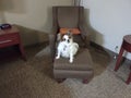 Papillon dog chair ottoman furniture puppy chair room cute Royalty Free Stock Photo