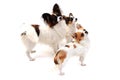 papillon dog and chihuahua isolated Royalty Free Stock Photo