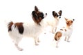 papillon dog and chihuahua isolated Royalty Free Stock Photo