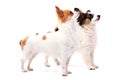 papillon dog and chihuahua isolated Royalty Free Stock Photo