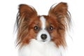 Papillon dog close-up portrait Royalty Free Stock Photo