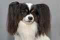 Papillon dog .Continental Toy Spaniel