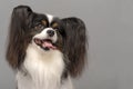 Papillon dog .Continental Toy Spaniel