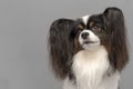 Papillon dog .Continental Toy Spaniel