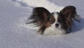 Papillon dog courageously makes his way through the snow in winter park slow motion stock footage video